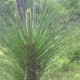 Longleaf Pine Restoration Part One