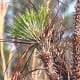 Longleaf Pine Restoration Part Five