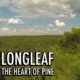 Longleaf: the Heart of Pine