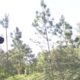 Longleaf Pine Restoration - Part 3