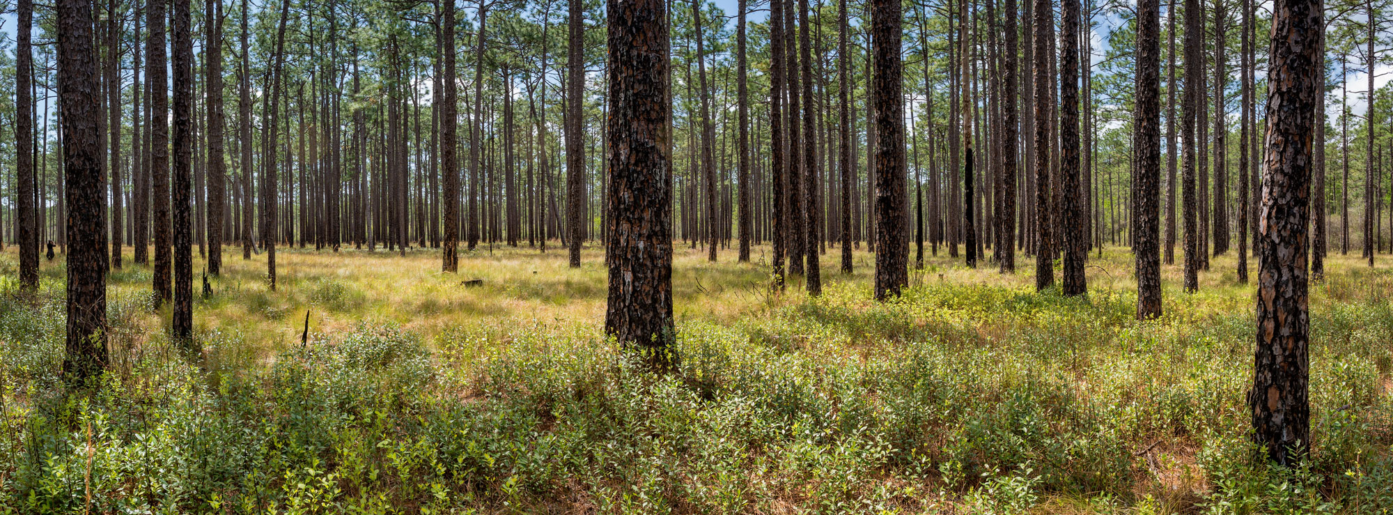 Longleaf pine forest
